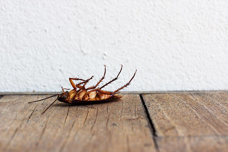 Cockroaches - Dead Cockroach in Cumming, GA