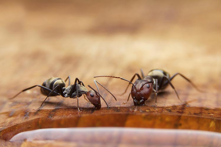 Exterminating Pest - Ants in Cumming, GA
