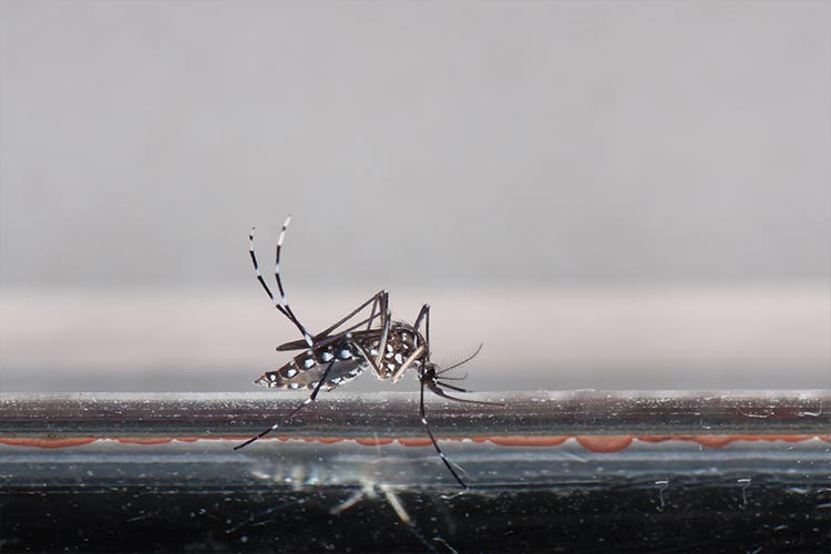 Mosquito Control - Mosquito in Cumming, GA