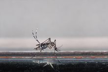 Cumming Exterminators - Mosquito in Cumming, GA