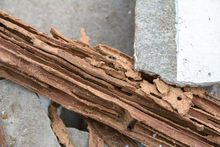 Pest Control - Termites in Wood in Cumming, GA