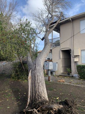 A tree that has fallen in front of a building.