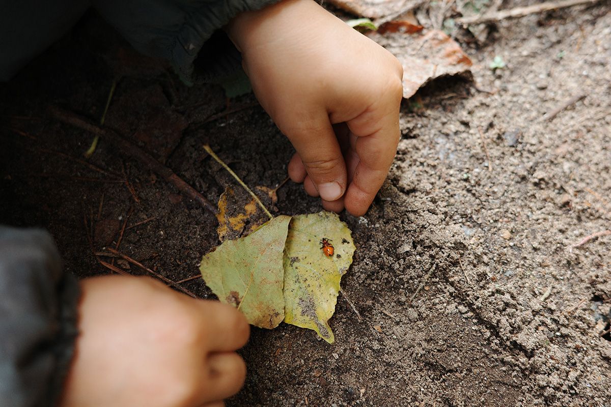 Kinderladen Waldgarten Close-Up Kind entdeckt Käfer auf Blatt