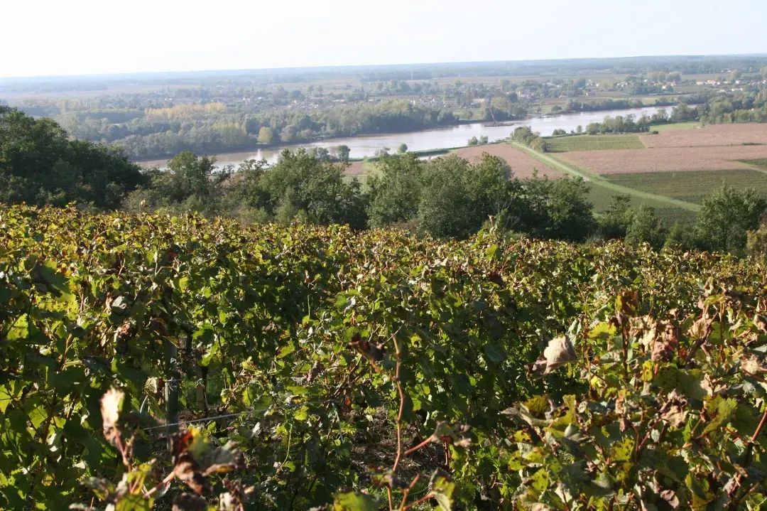 Une vue d'un vignoble avec une rivière en arrière-plan.
