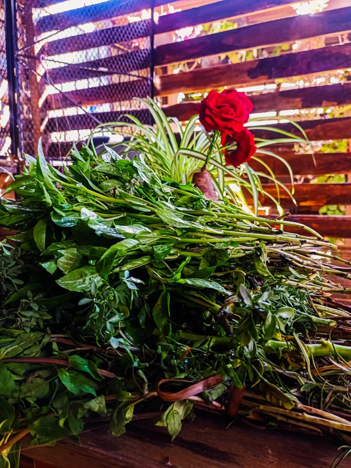 Hierbas_para_el_temazcal