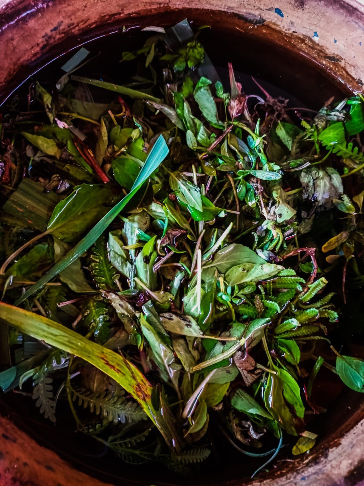 Infusion_herbal medicinal_para_el temazcal