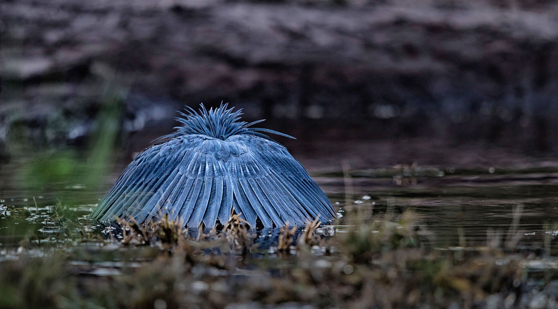 The African Spirit Wildlife 16