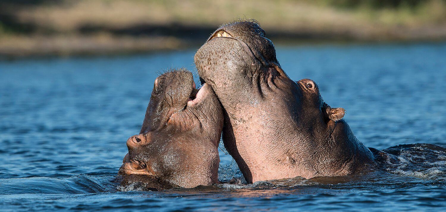 The African Spirit Wildlife 11