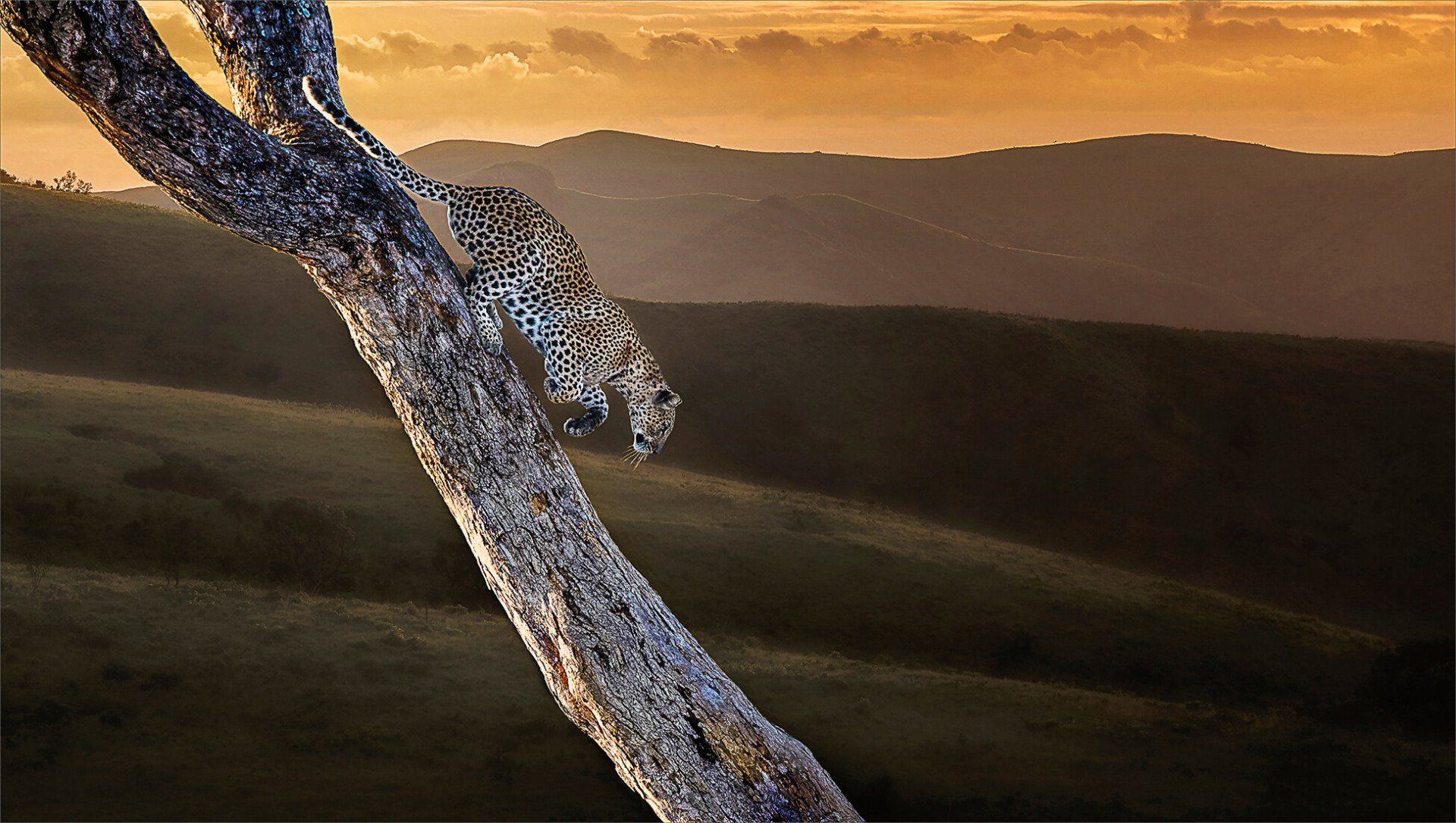 The African Spirit Wildlife 5