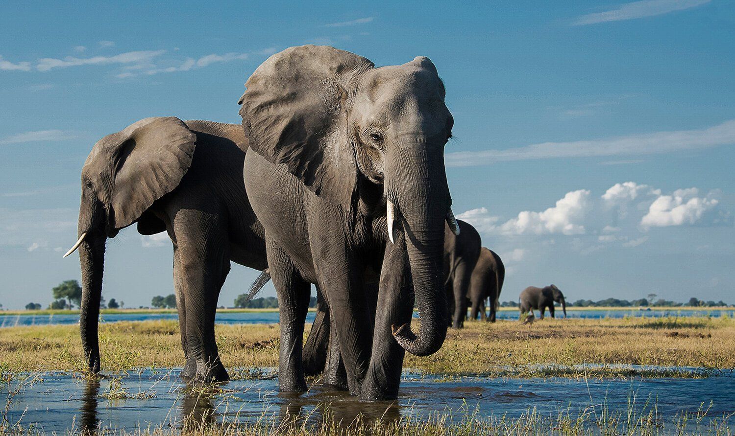 The African Spirit Wildlife 9