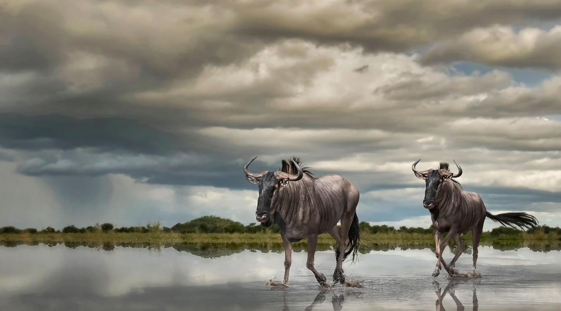 The African Spirit Wildlife 18