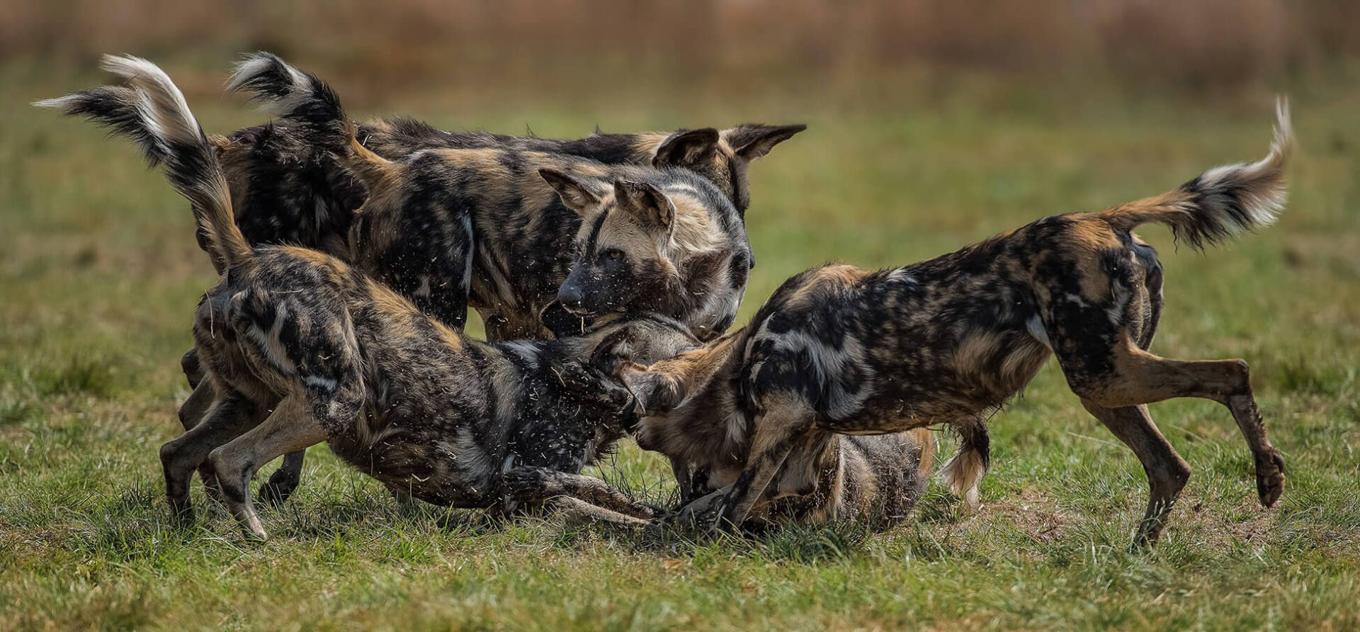 The African Spirit Wildlife 7