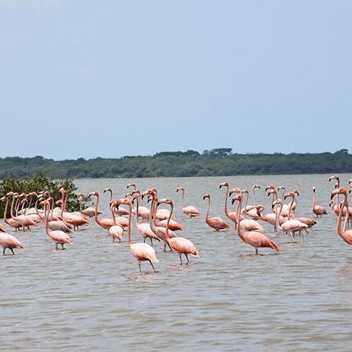 Los flamencos