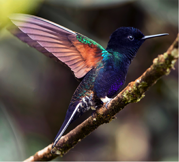 Colibri Sietecolores