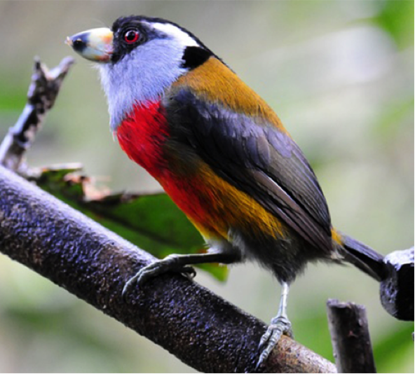 Aves de Colombia Compás