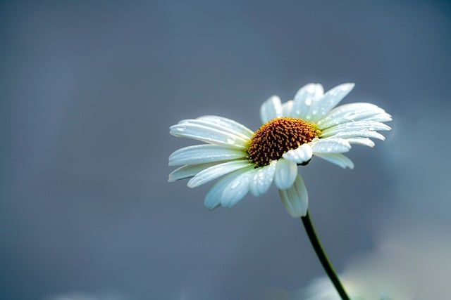 cremation in Sharonville, OH