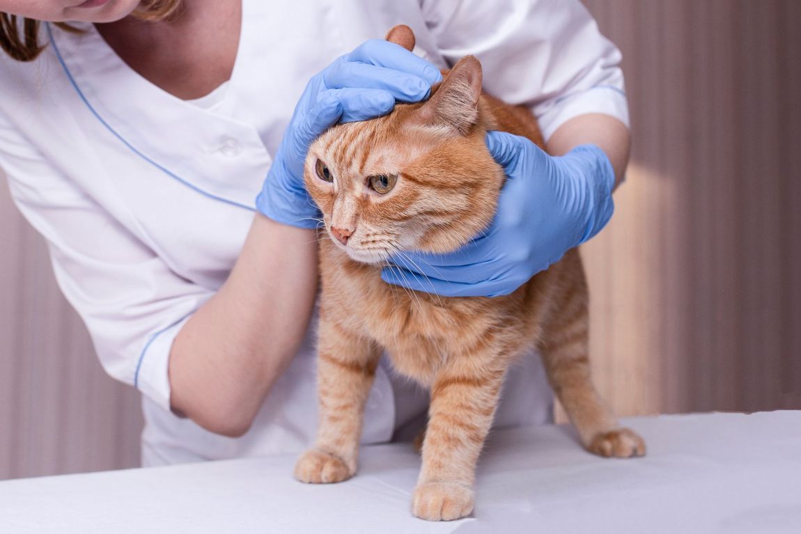 un gatto rosso dal veterinario