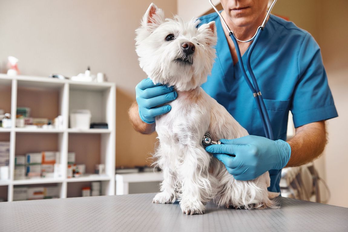un cane bianco durante una visita dal veterinario