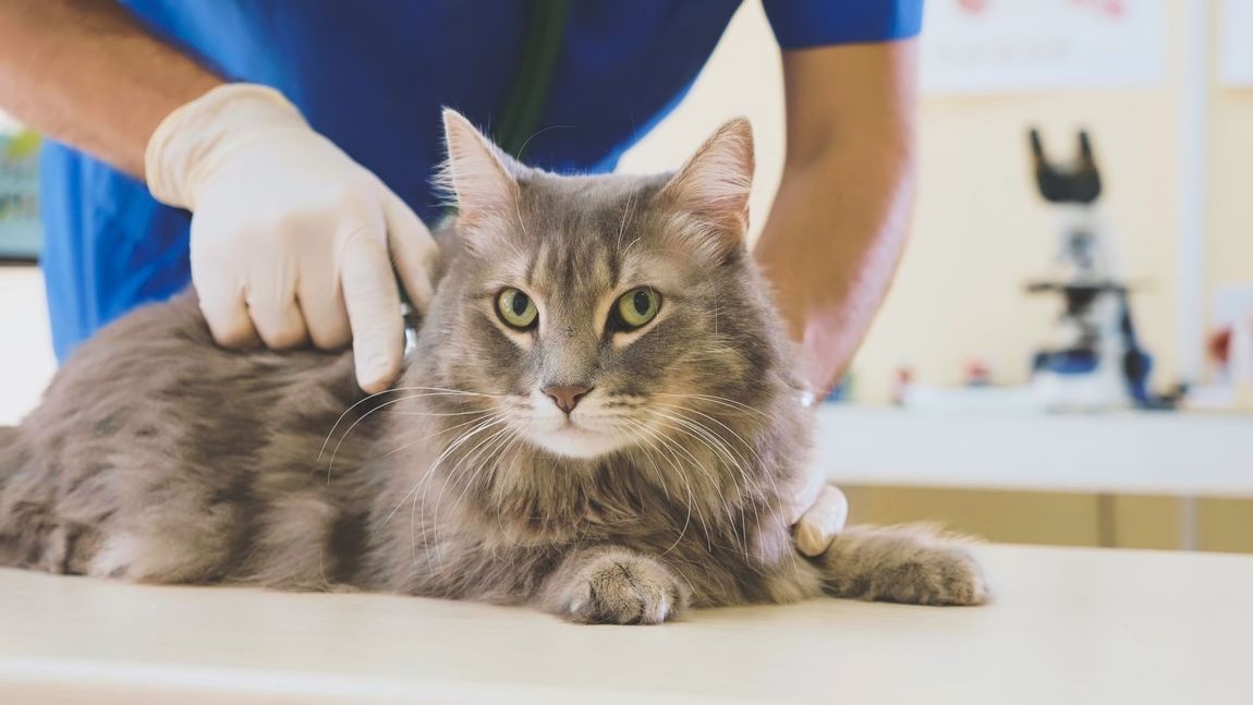 un gatto a pelo lungo dal veterinario