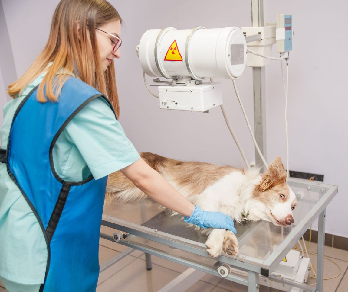 esame radiologico veterinario