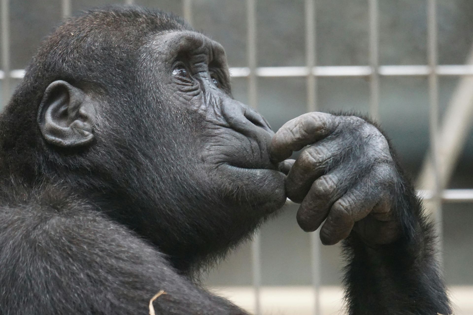 Gorilla in thought, hand to face, looking away, in front of a metal cage.