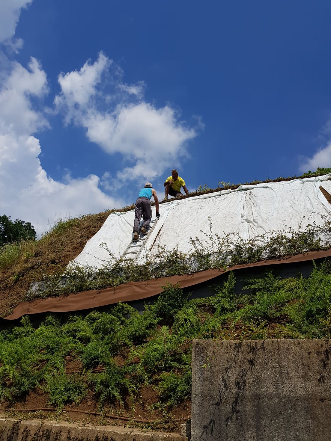 servizio di piantumazione
