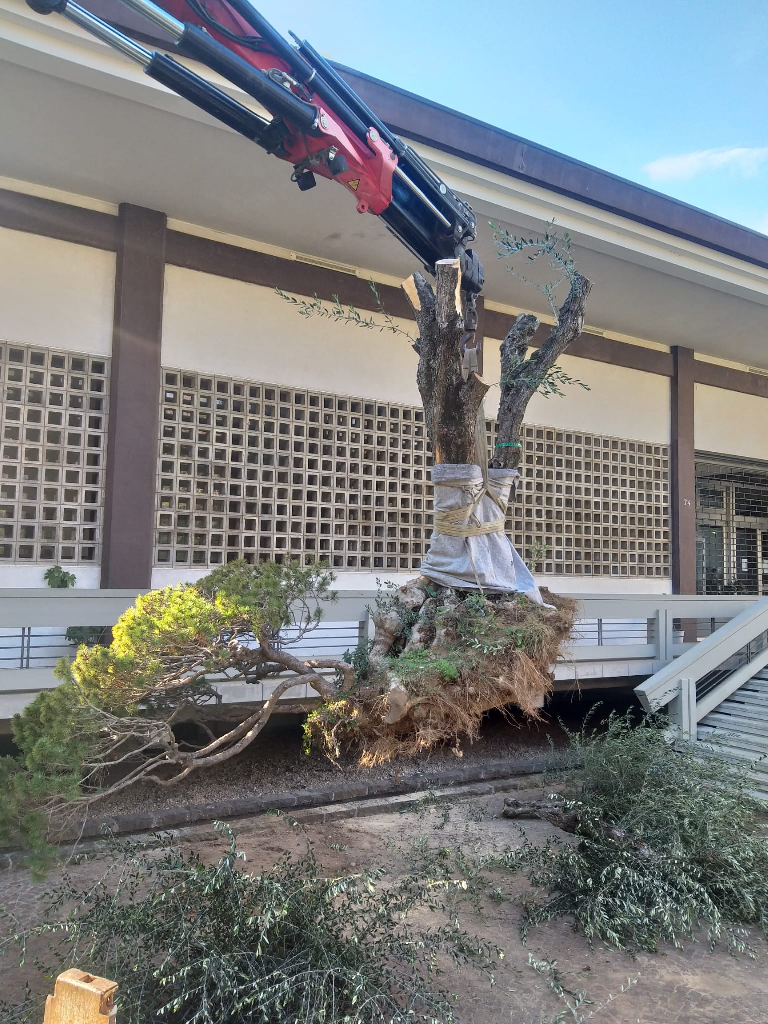 Piattaforma aerea per giardinaggio