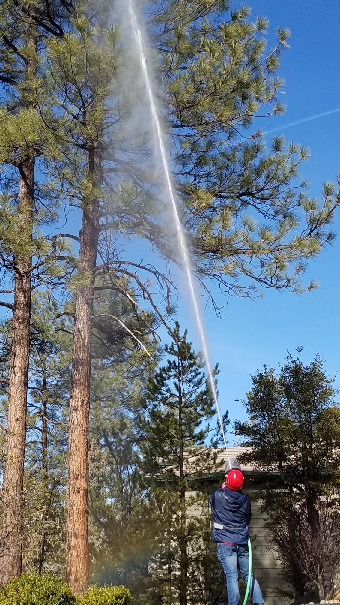 Person in red hat sprays tall tree with water on a sunny day.