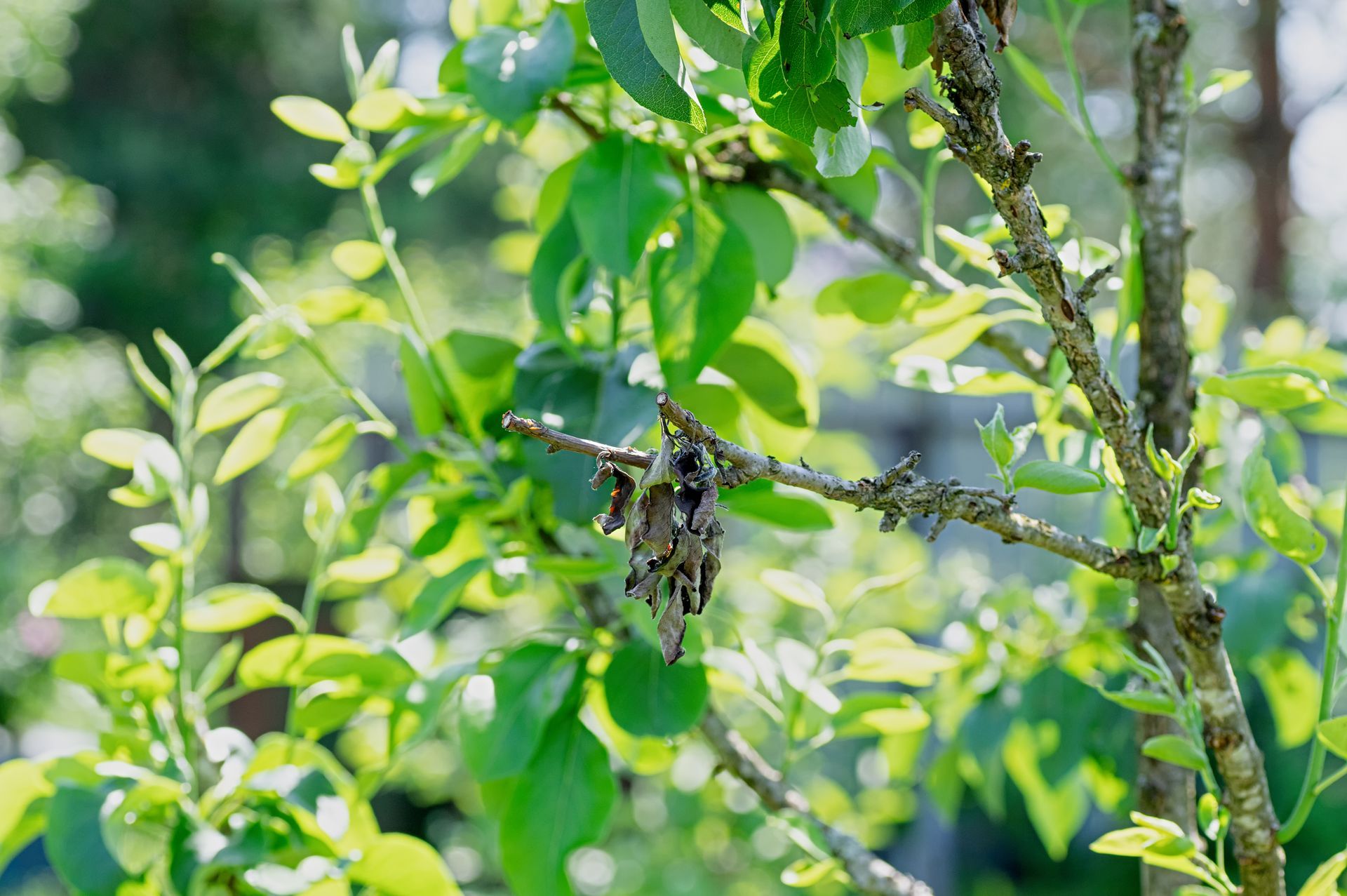 Pear tree disease closeup dry branch and wilted leaves. Pear tree disease closeup dry branch and wilted leaves.