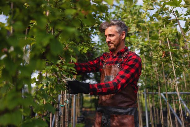 Gardener in plaid shirt and apron tending plants in a greenhouse.