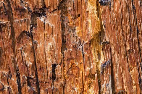 Bark Beetle — Prescott, AZ — Jonny’s Spray Solutions