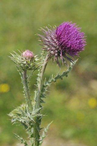 Musk Thistle  Weed — Prescott, AZ — Jonny’s Spray Solutions