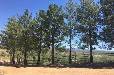 Tall Trees — Prescott, AZ — Jonny’s Spray Solutions