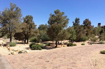 Tree Treatments — Prescott, AZ — Jonny’s Spray Solutions