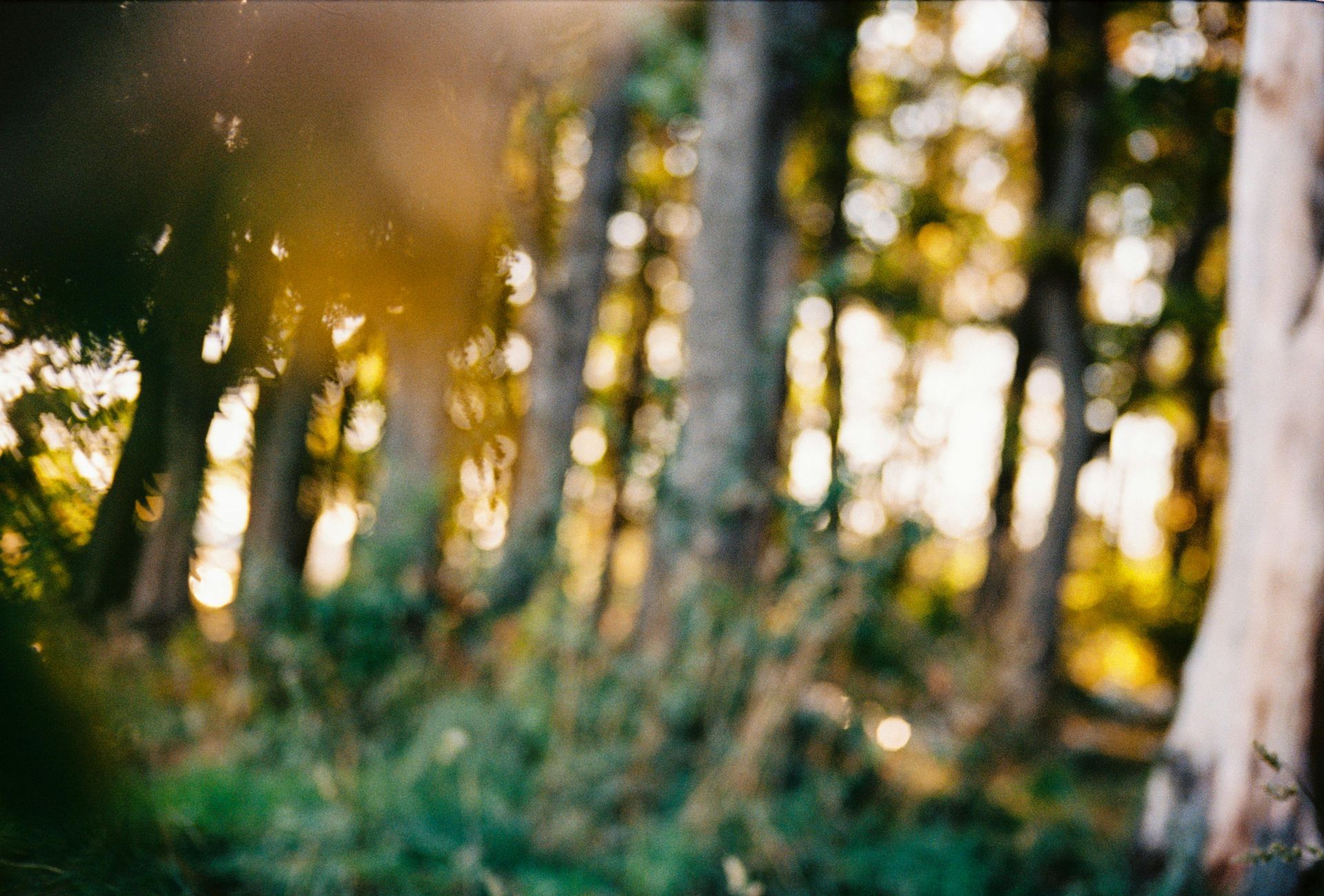 A soft-focus view of a sunlit forest with tall trees and green undergrowth.