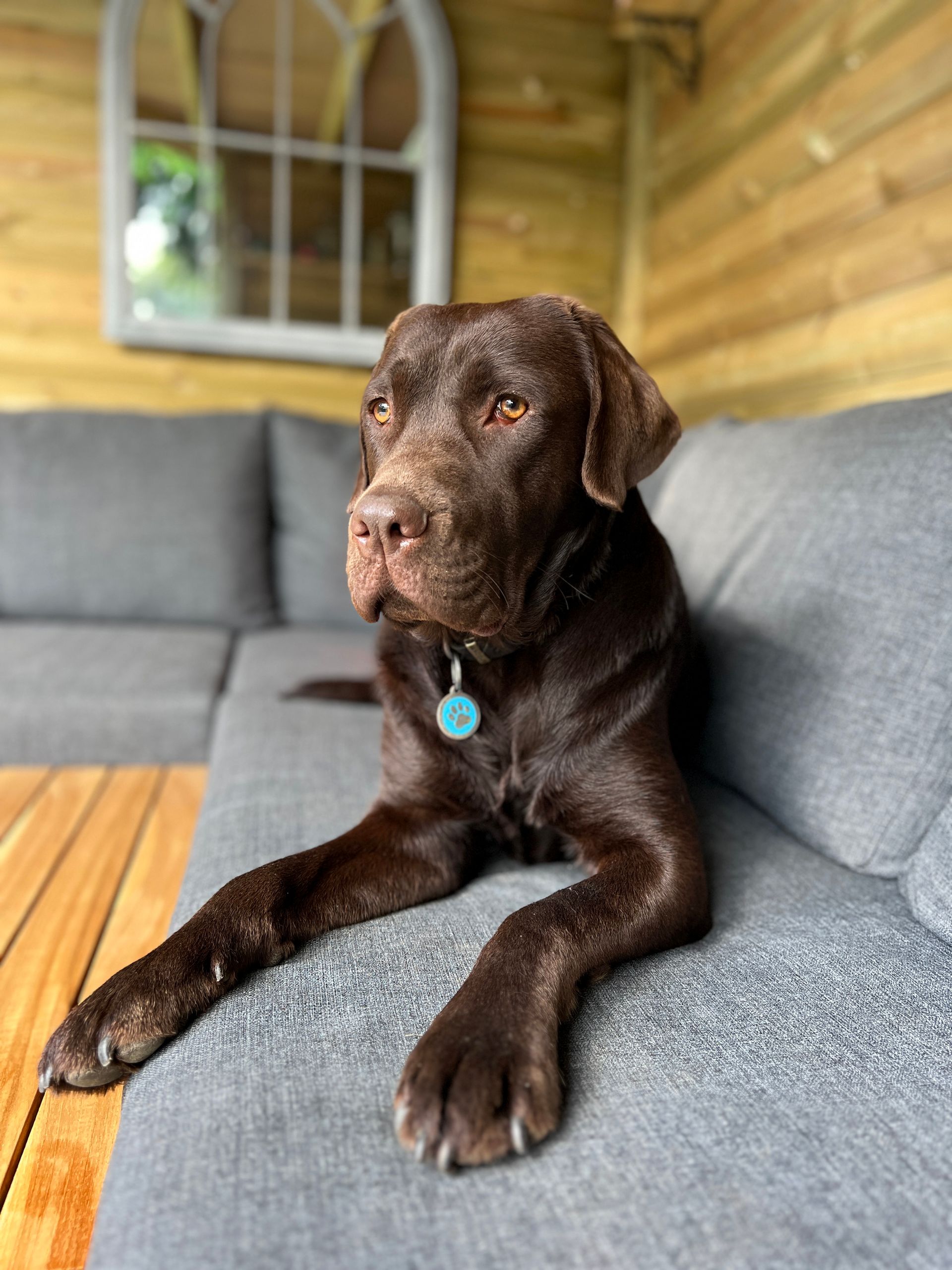 commercial photographer reading, chocolate labrador