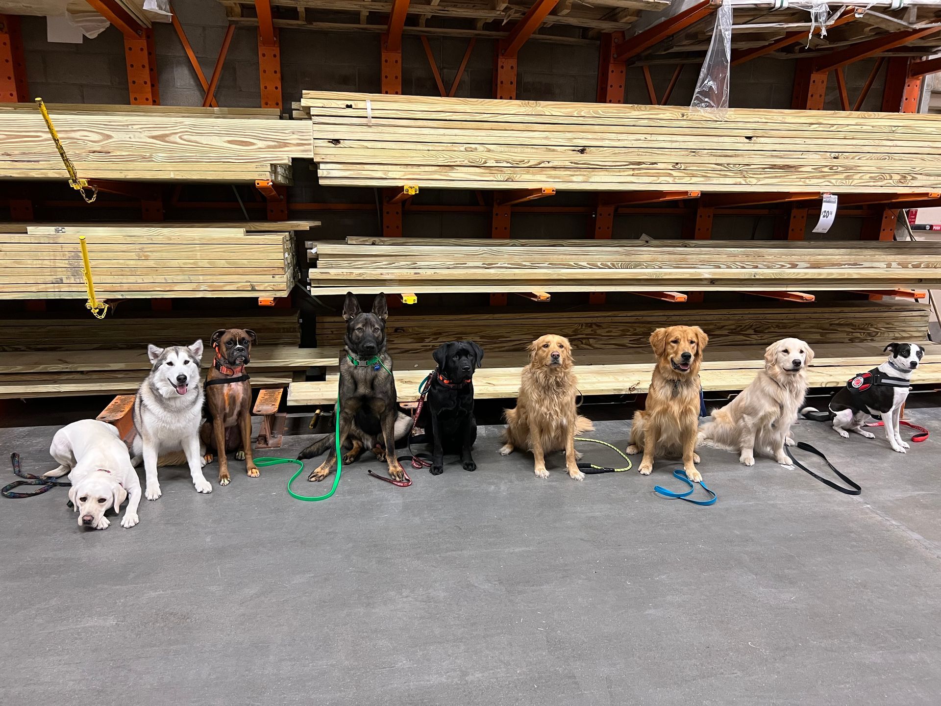 9 dogs at Home Depot