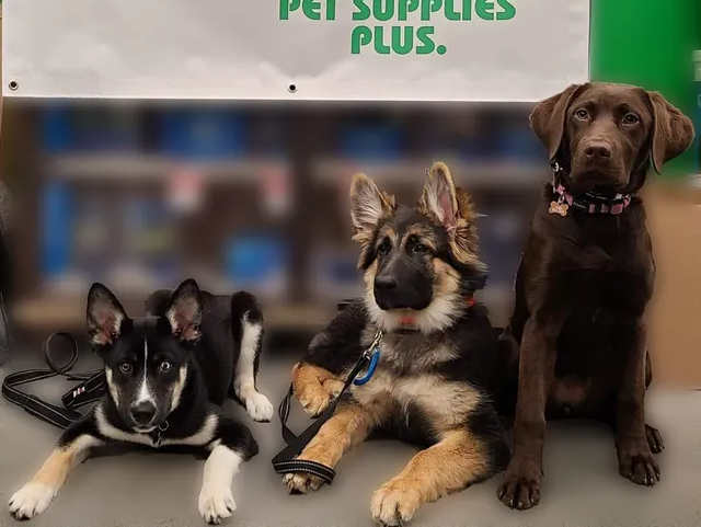 puppies posing for group class picture