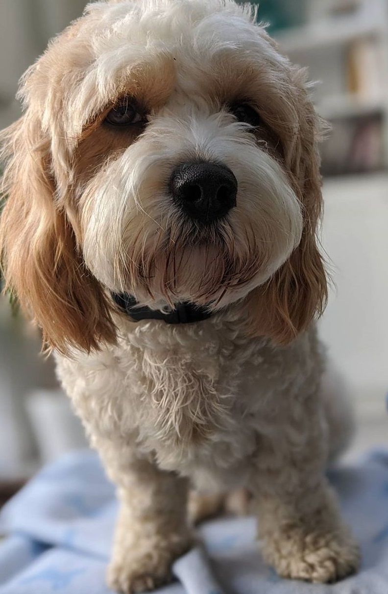 Mobile Grooming Vegas Gallery