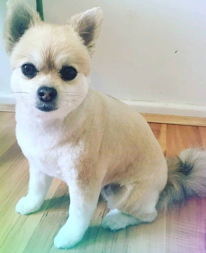 Mobile Grooming Vegas Gallery