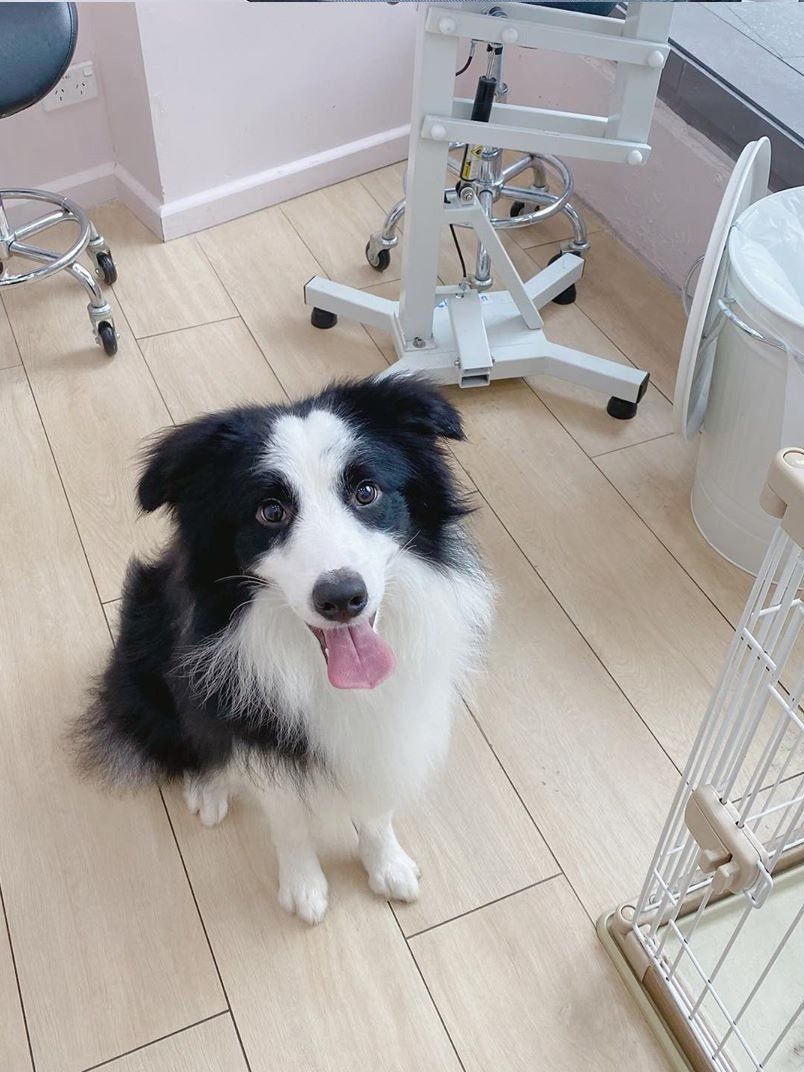 Mobile Grooming Vegas Gallery