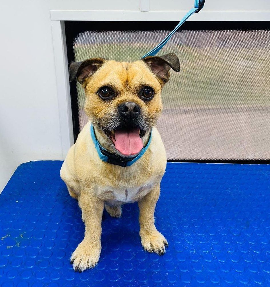 Mobile Grooming Vegas Gallery