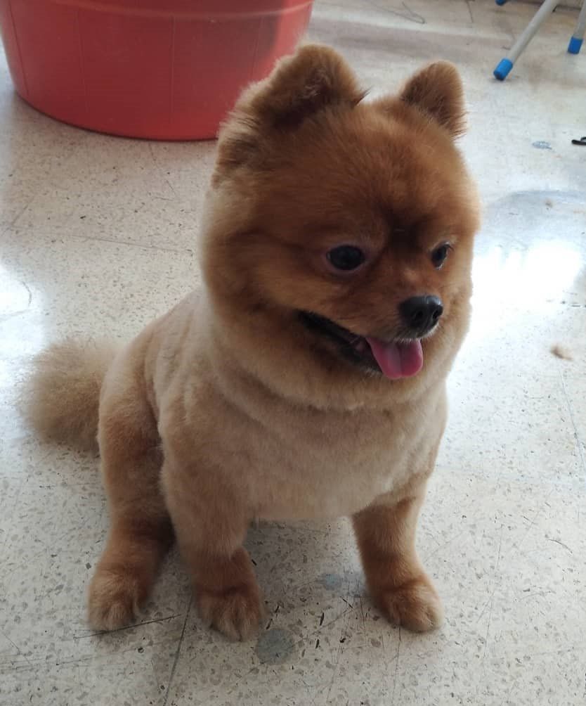 Mobile Grooming Vegas Gallery