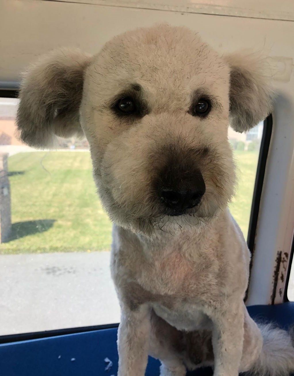 Mobile Grooming Vegas Gallery