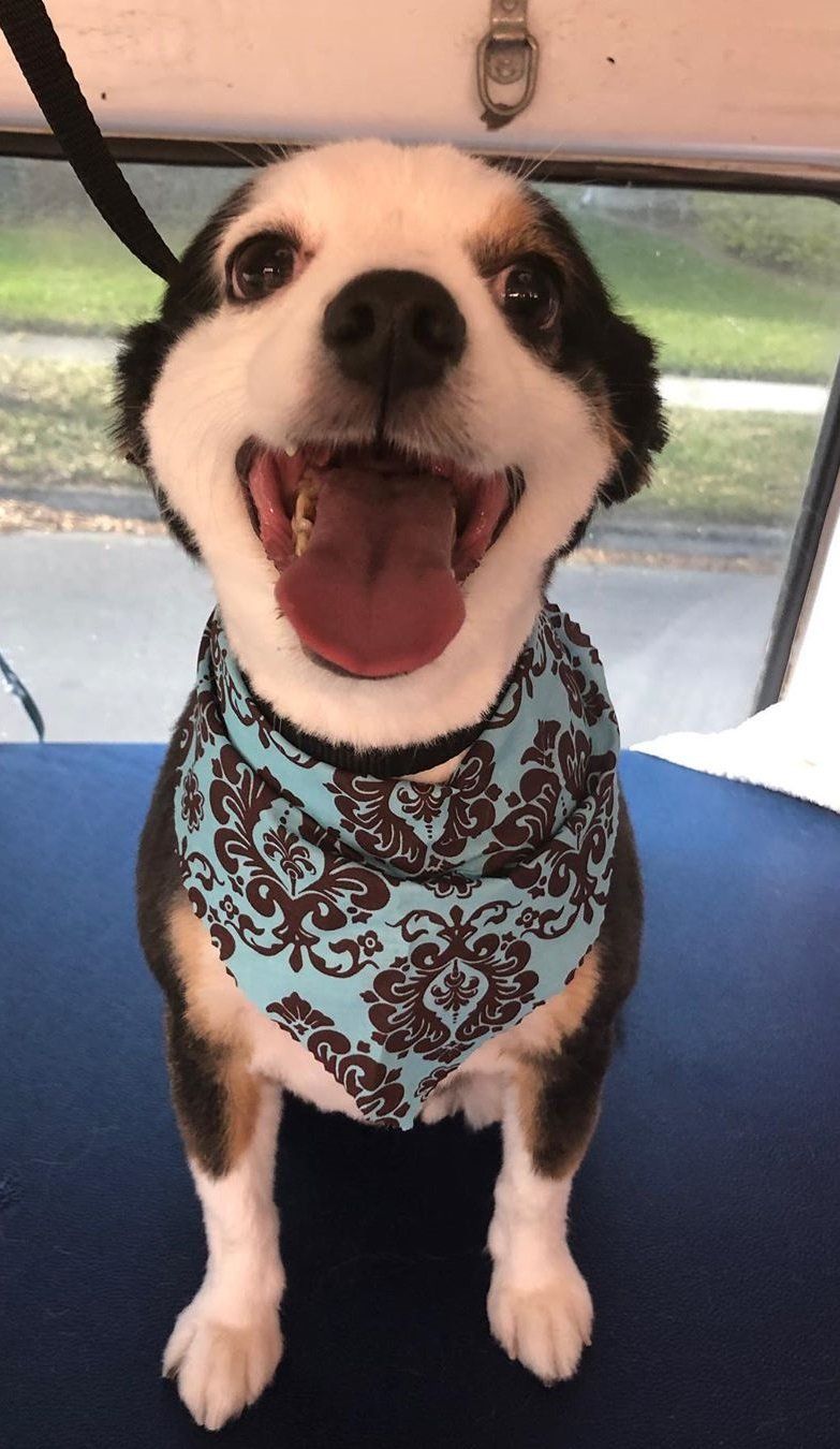 Mobile Grooming Vegas Gallery