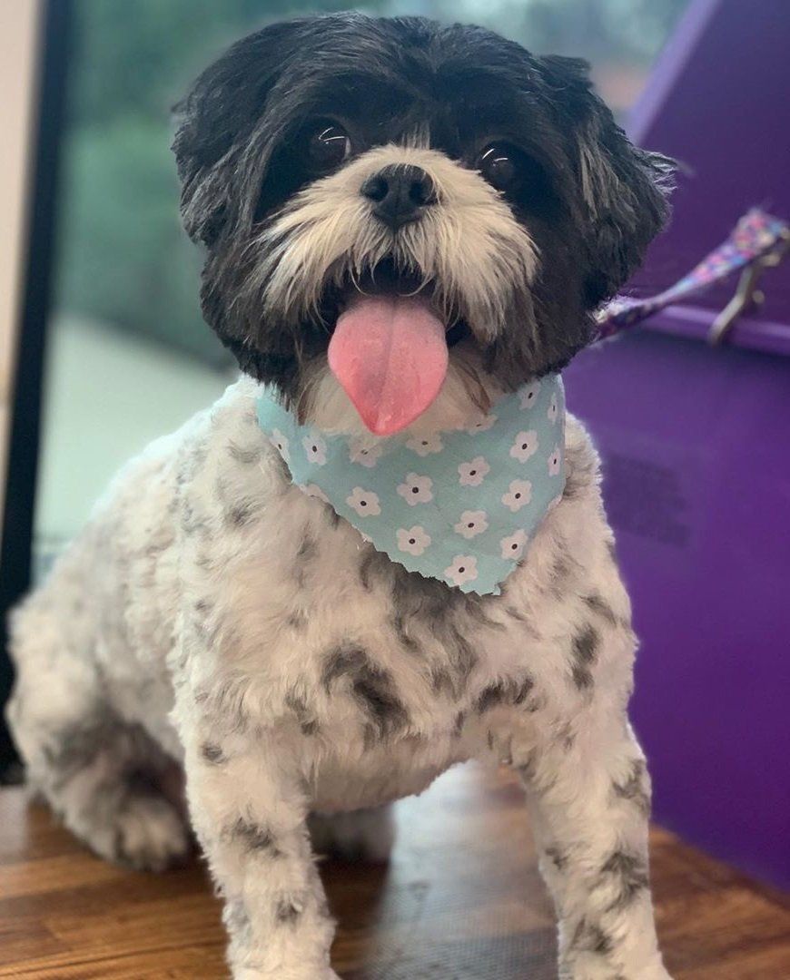 Mobile Grooming Vegas Gallery