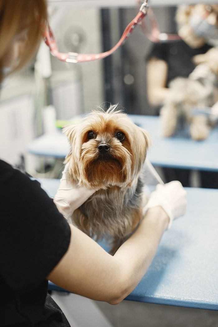 Mobile Grooming Las Vegas Straight To Your Door.