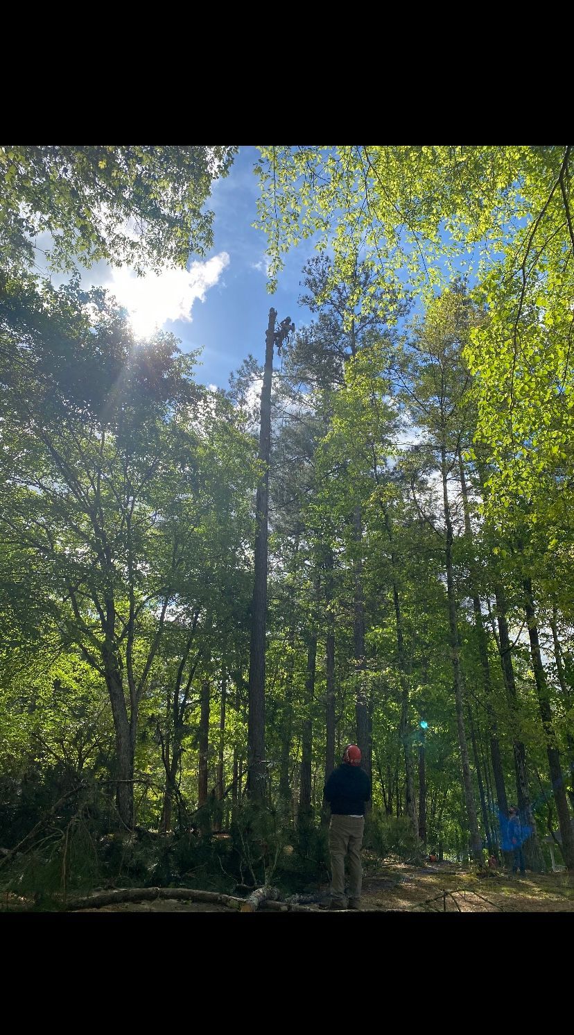 Man standing below a tall tree with top cut off. Sunlight shines through the trees.