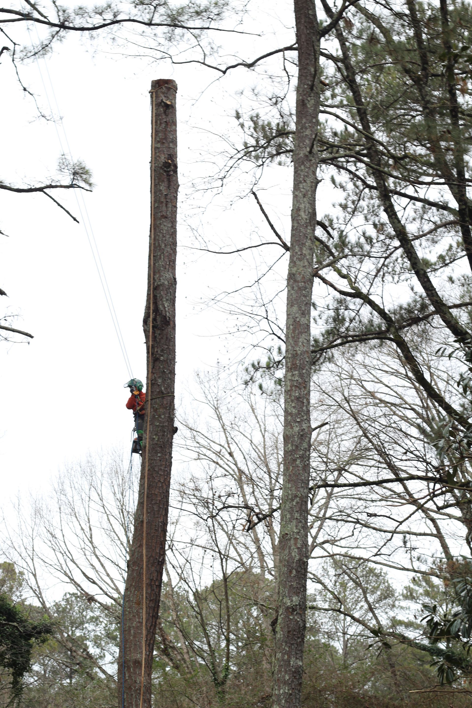 Arborist cutting tall tree trunk with climbing gear. Sky background, surrounded by other trees.