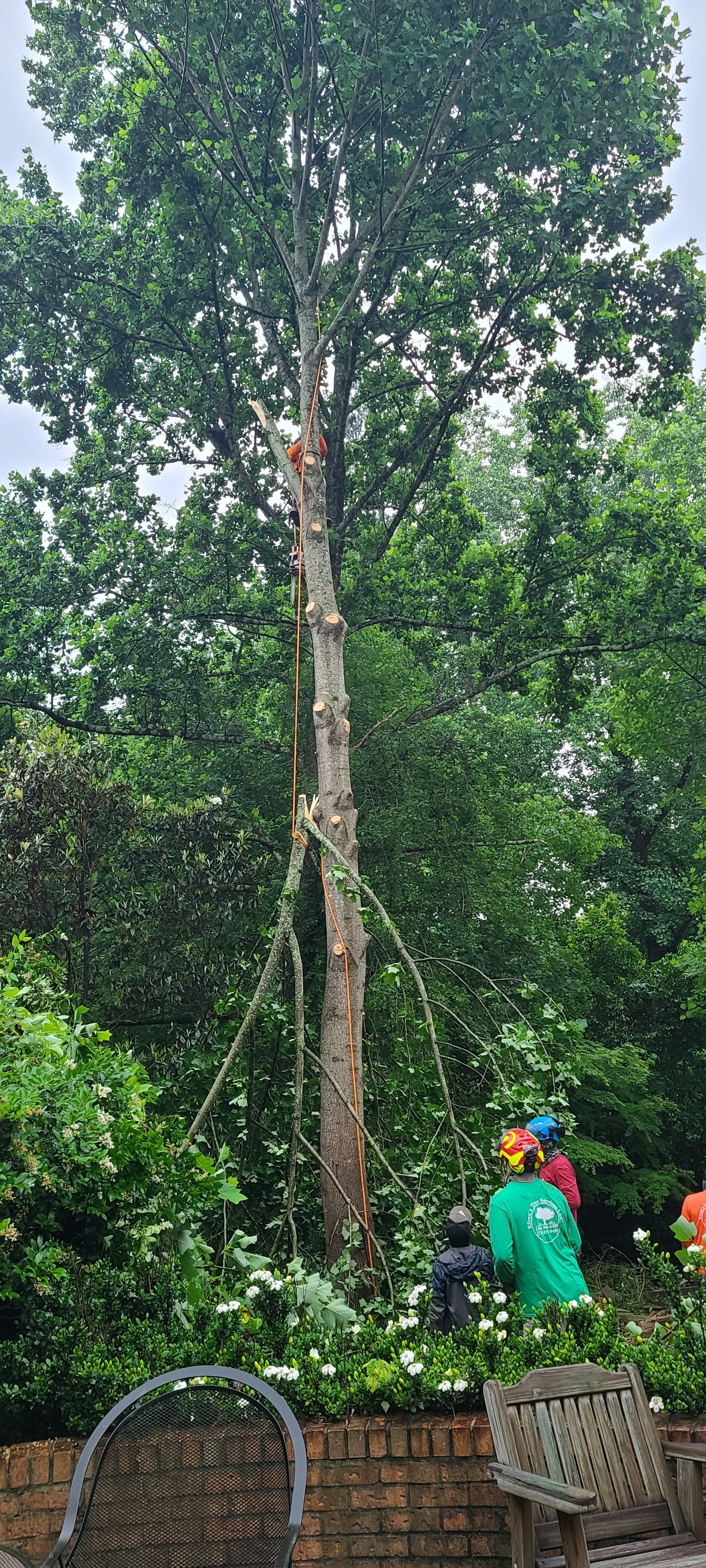 Tree being cut down by a tree service crew in a backyard setting.